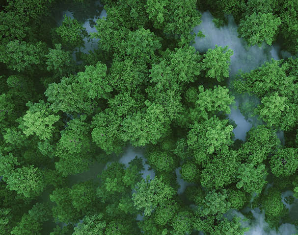 Environment